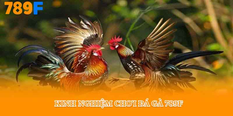 Kinh nghiệm chơi đá gà 789f