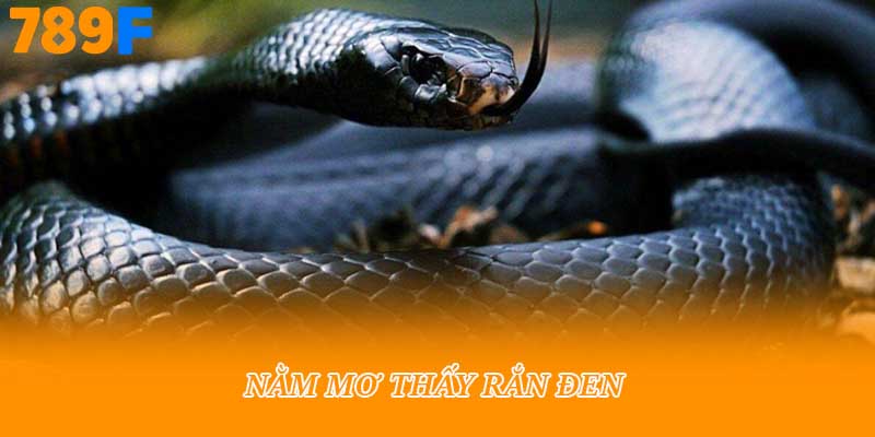 Nằm mơ thấy rắn đen