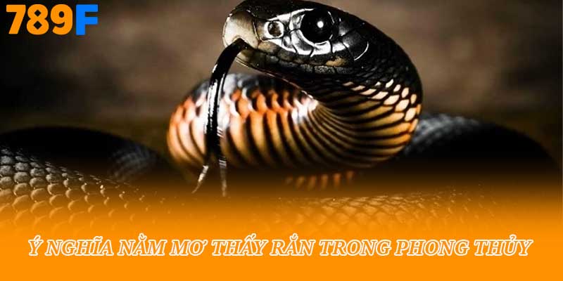 Ý nghĩa nằm mơ thấy rắn trong phong thủy