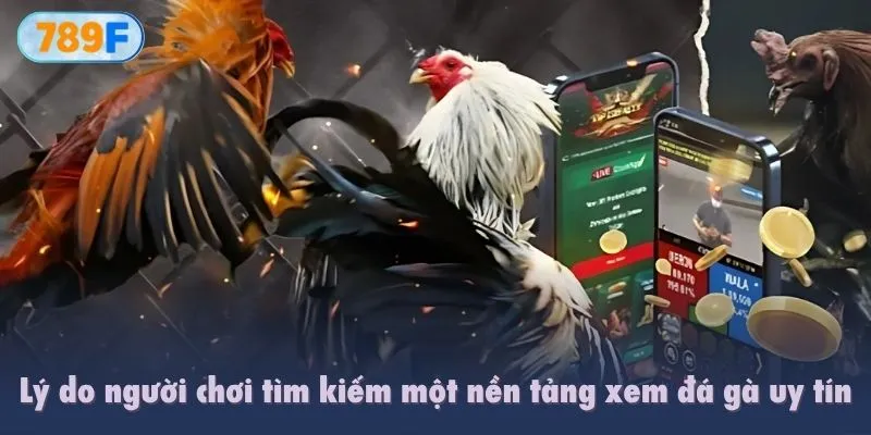 Lý do người chơi tìm kiếm một nền tảng xem đá gà uy tín