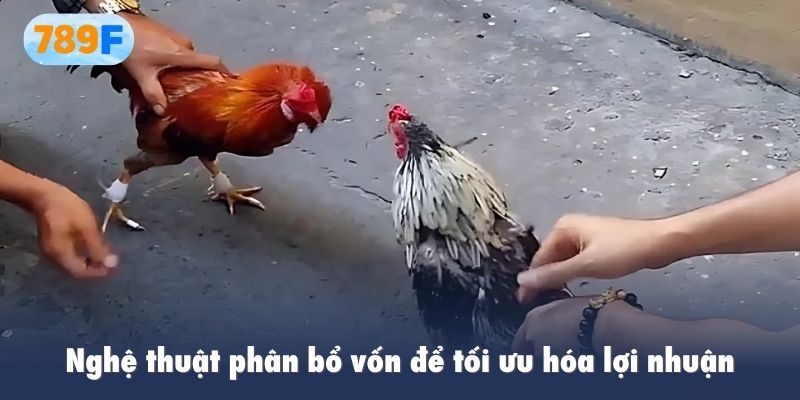 Nghệ thuật phân bổ vốn để tối ưu hóa lợi nhuận và kiểm soát rủi ro