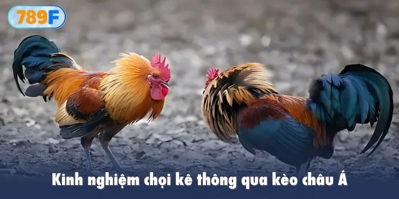 Nắm vững đặc điểm cụ thể của chiến kê