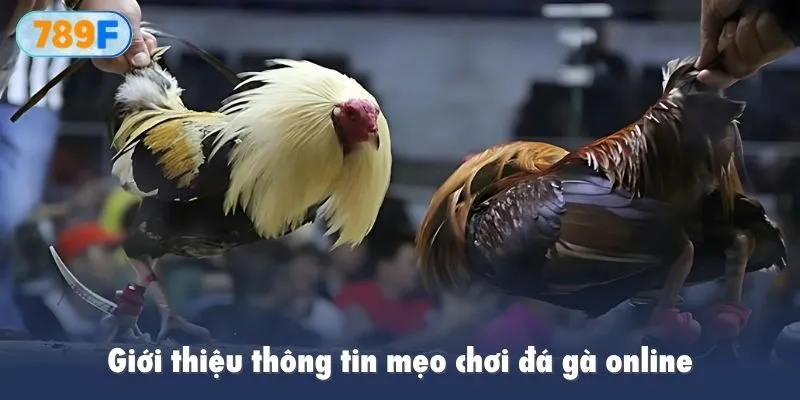 Giới thiệu thông tin mẹo chơi đá gà online