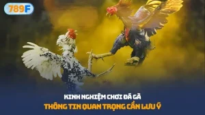 kinh nghiệm chơi đá gà